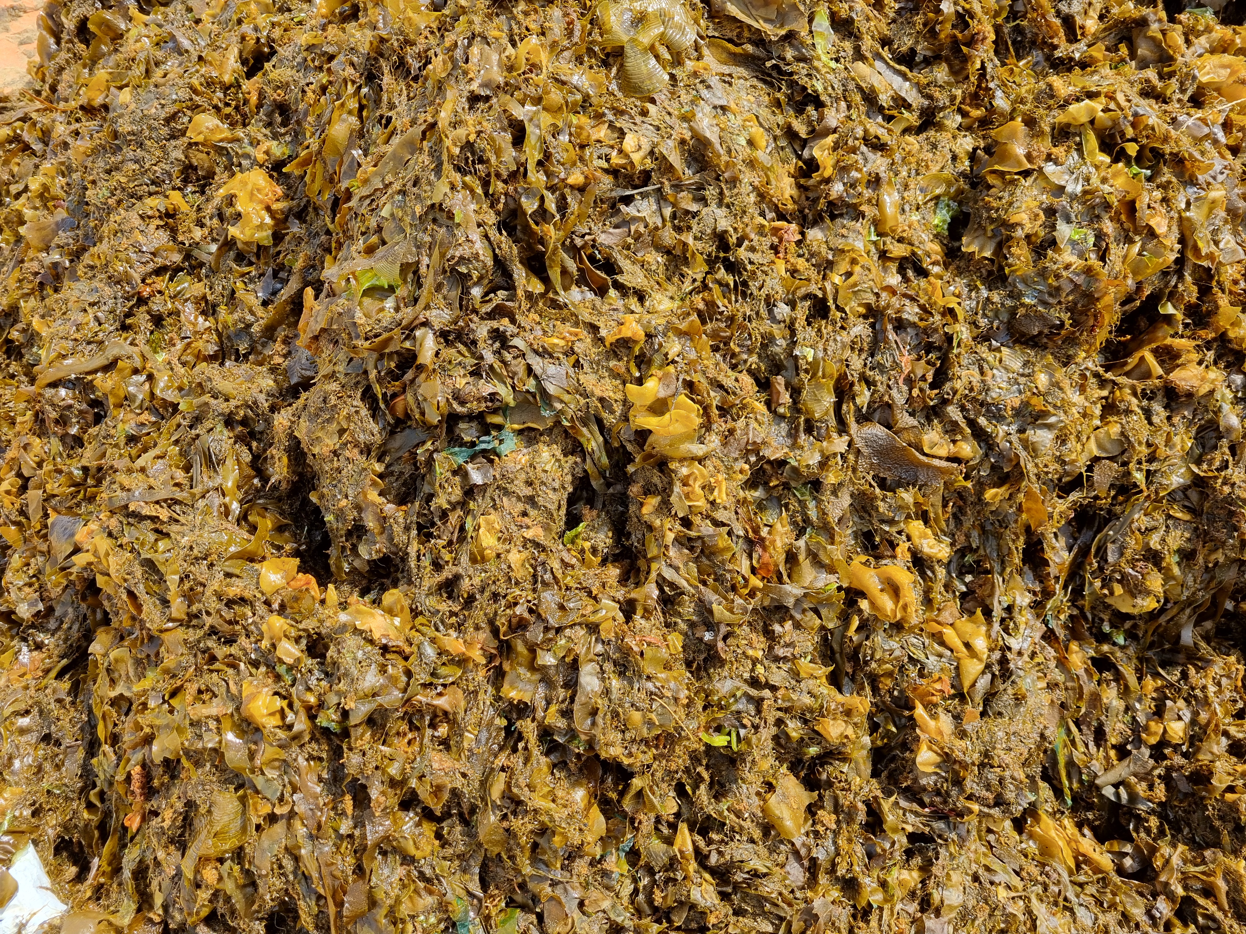 Spatoglossum and Hypnea